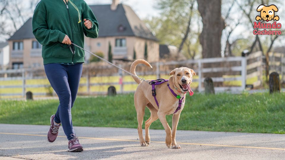 3 tips for walking your dog