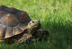 cosas que pueden enfermar a tu tortuga