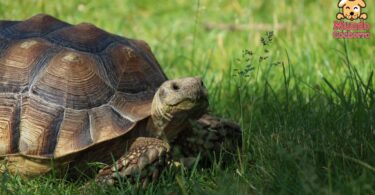 cosas que pueden enfermar a tu tortuga