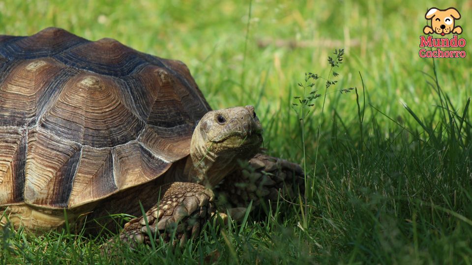 cosas que pueden enfermar a tu tortuga