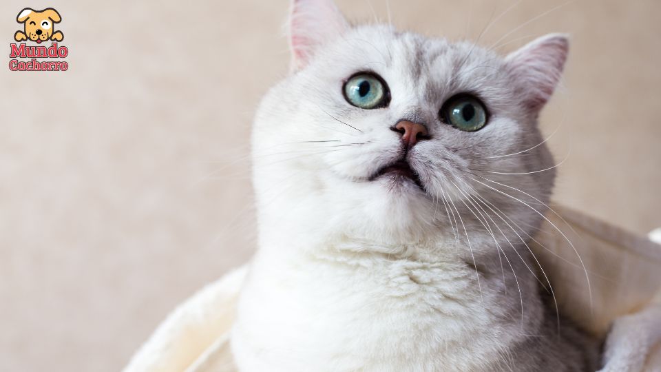2 motivos por los que las bolas de pelos en los gatos no son normales