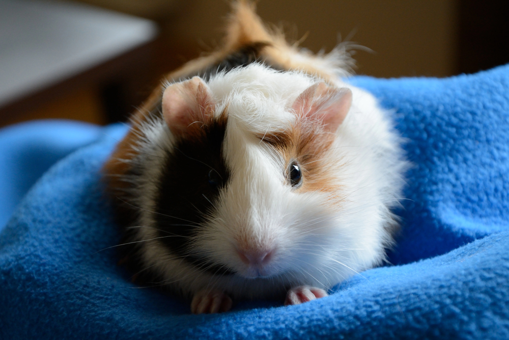 conejillo de Indias