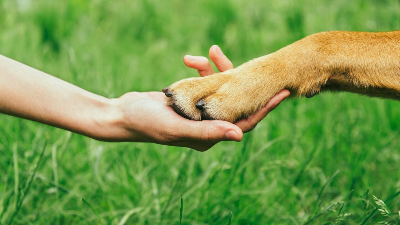 Teach your dog to paw in 4 steps