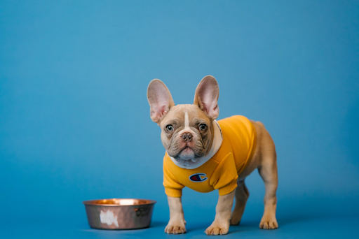 the BARF diet for a puppy