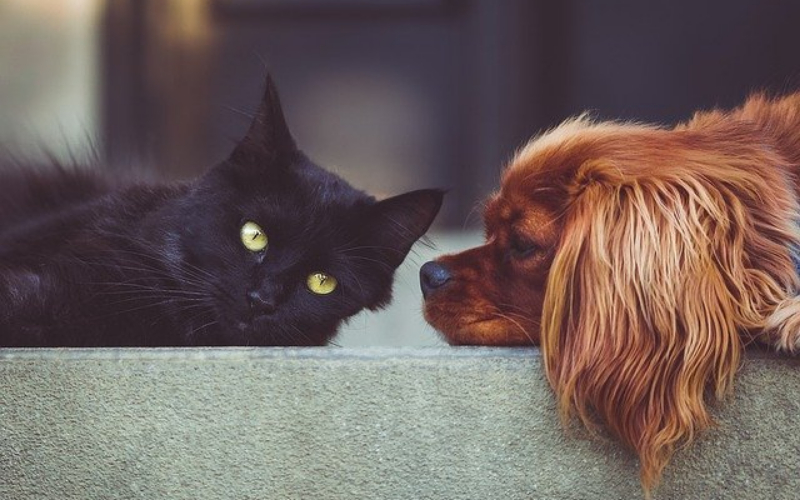 convivencia entre perros y gatos