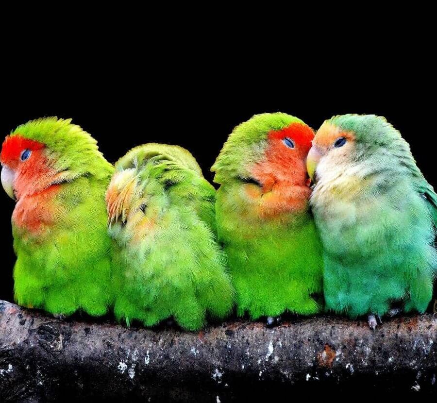 pajaros en verano