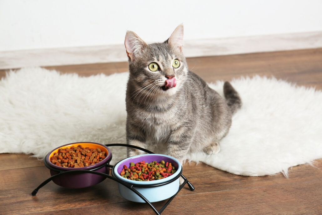 comida de gato