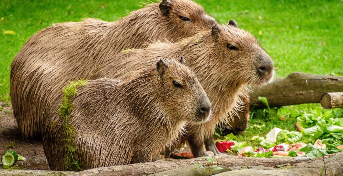 capibara como mascota