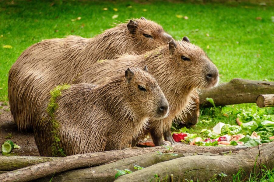 capibara como mascota