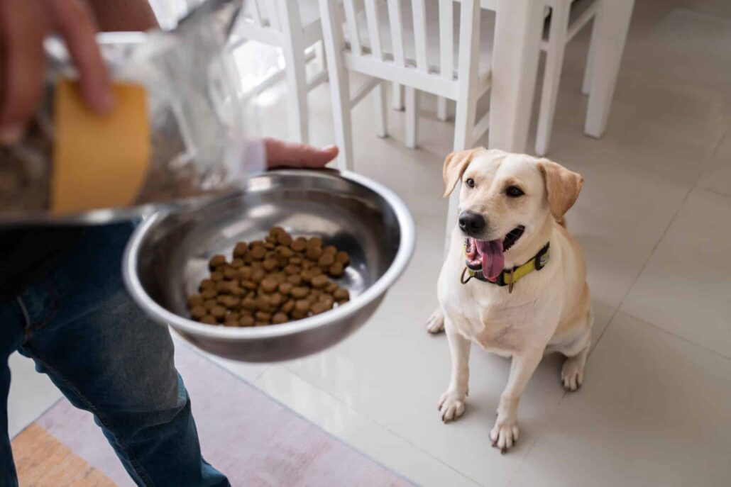 mantener la salud de tu perro