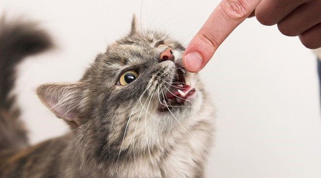 salud bucodental en tu gato