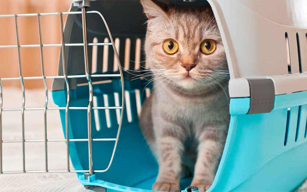 viajar con gatos
