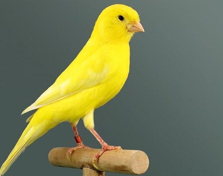 Los pájaros que más cantan