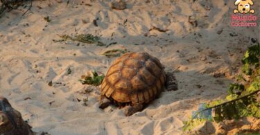 Qué debe tener un terrario para una tortuga de tierra