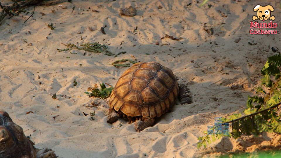 Qué debe tener un terrario para una tortuga de tierra