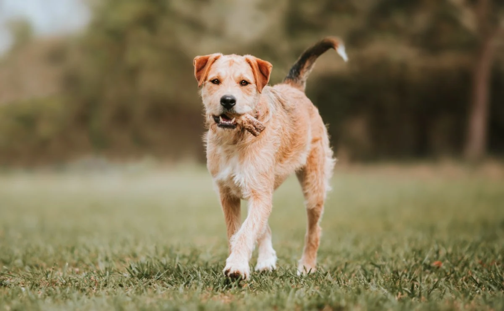 alimentos dañinos perro