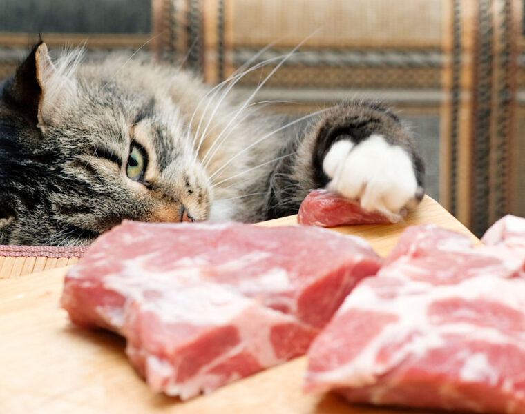 carne cruda a tu gato