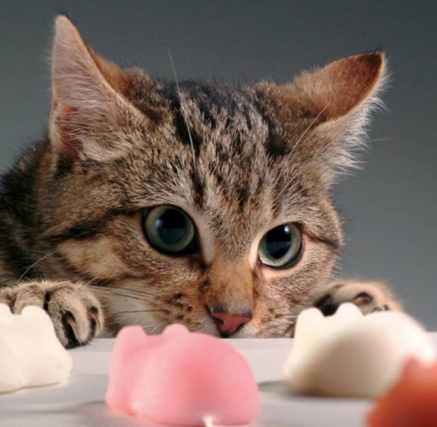 gato adulto