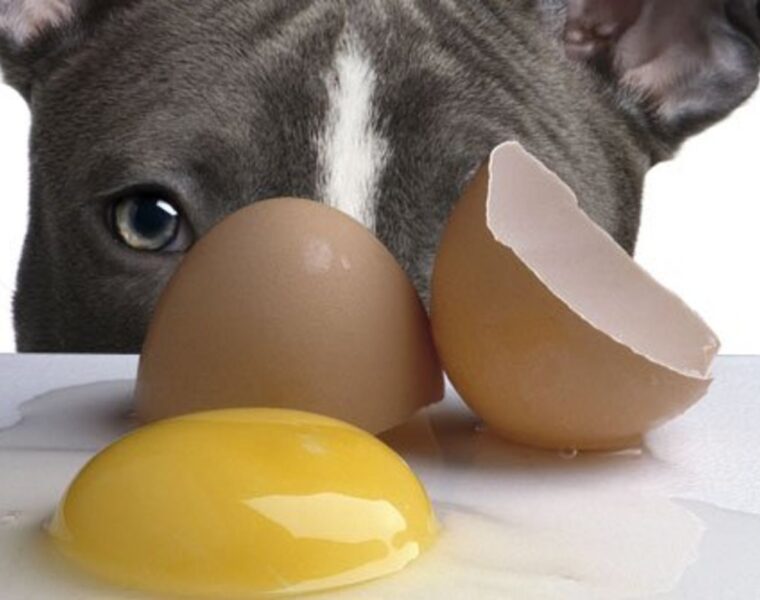 huevo a tu perro