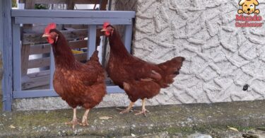 Cuidando gallinas en casa