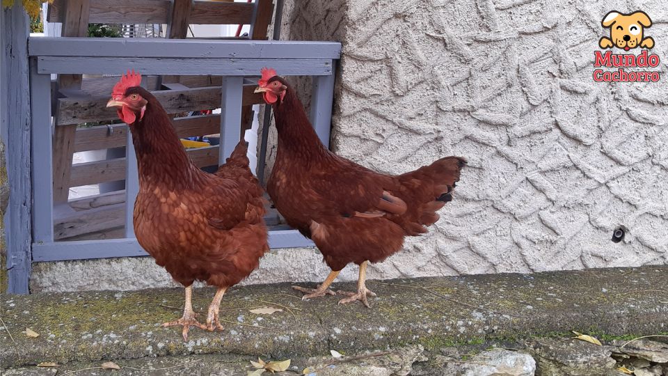 Cuidando gallinas en casa