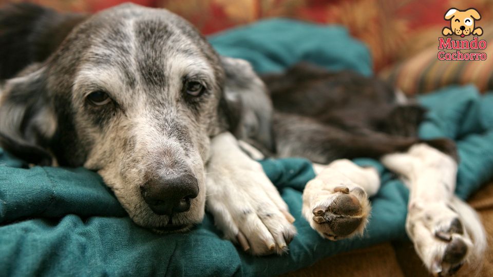 Longevidad de los perros genera que el cáncer sea principal causa de muerte