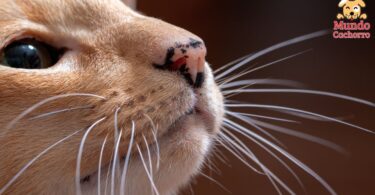 Qué función tienen los bigotes de los gatos