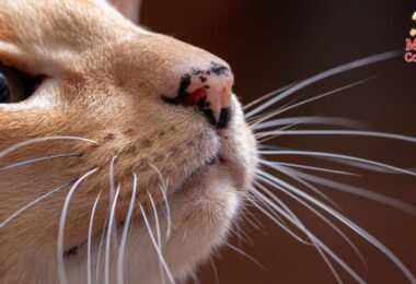 Qué función tienen los bigotes de los gatos