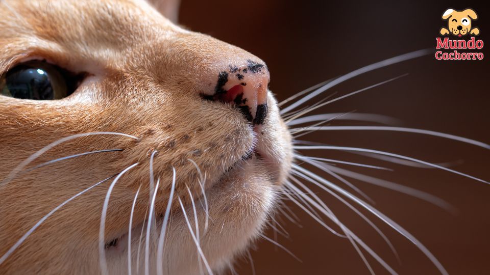 Qué función tienen los bigotes de los gatos