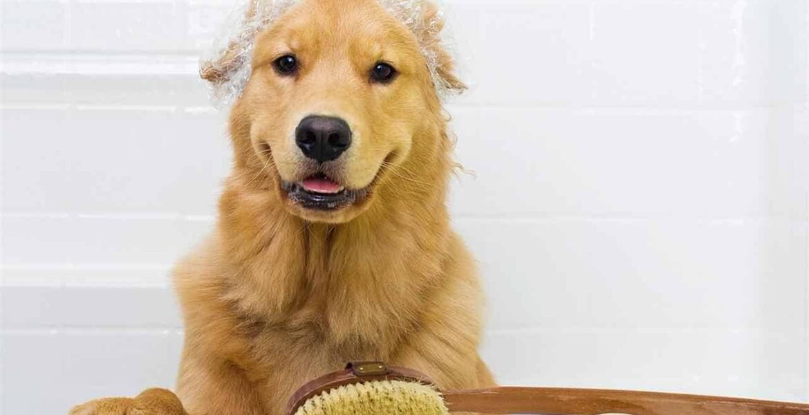 bañar a tu cachorro