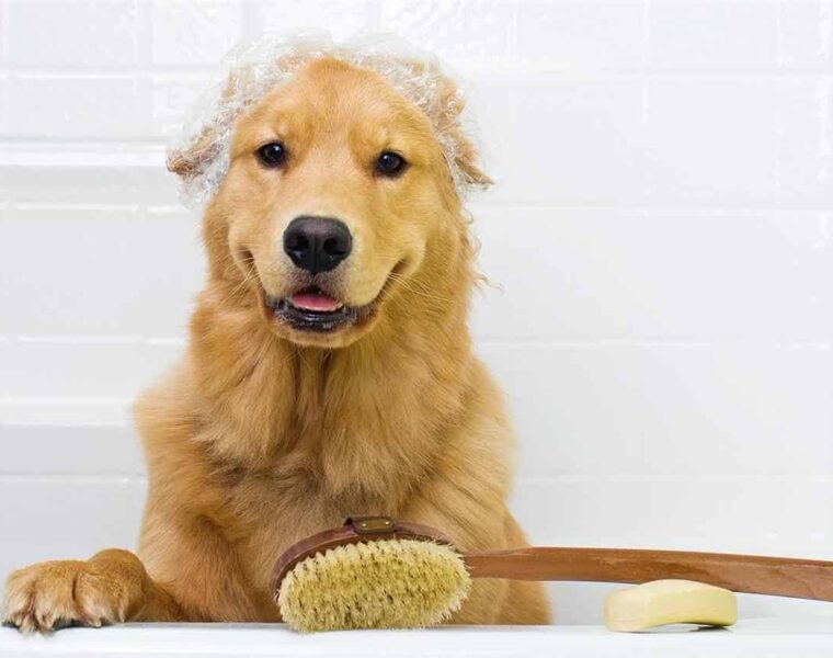 bañar a tu cachorro
