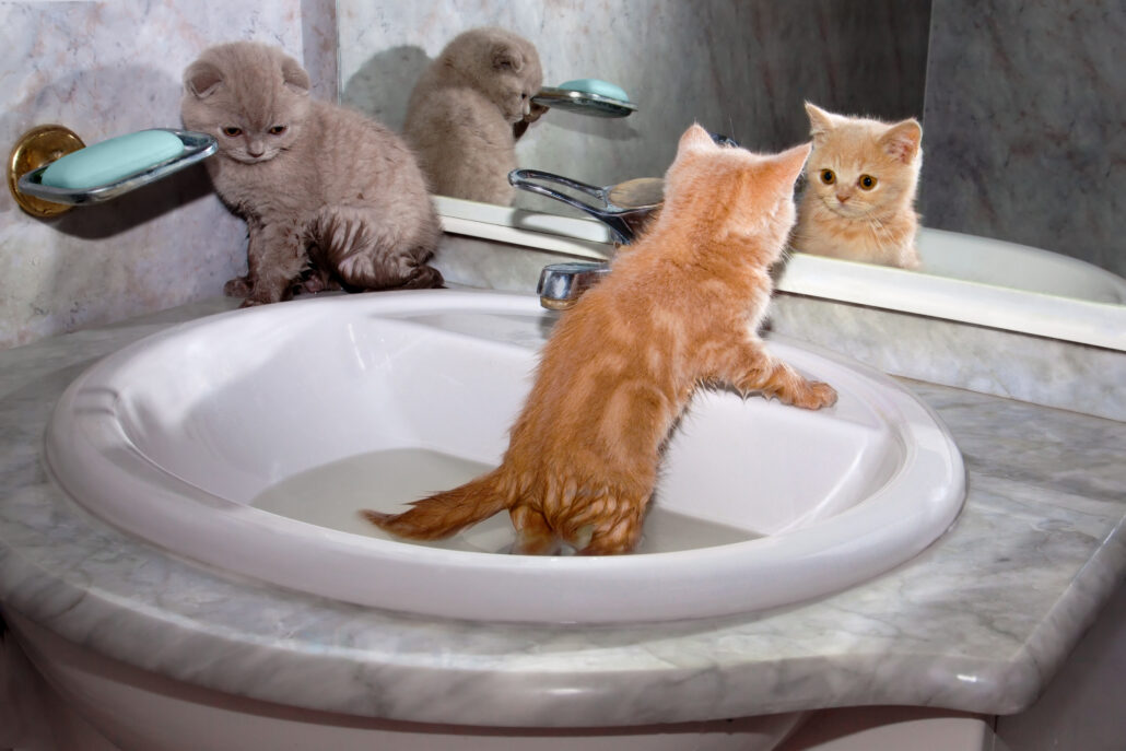 bañar a un gato