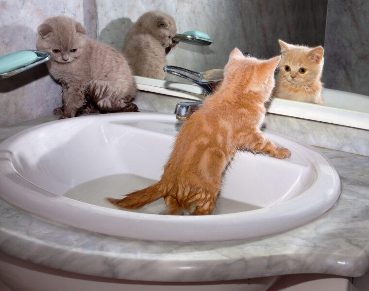 bañar a un gato