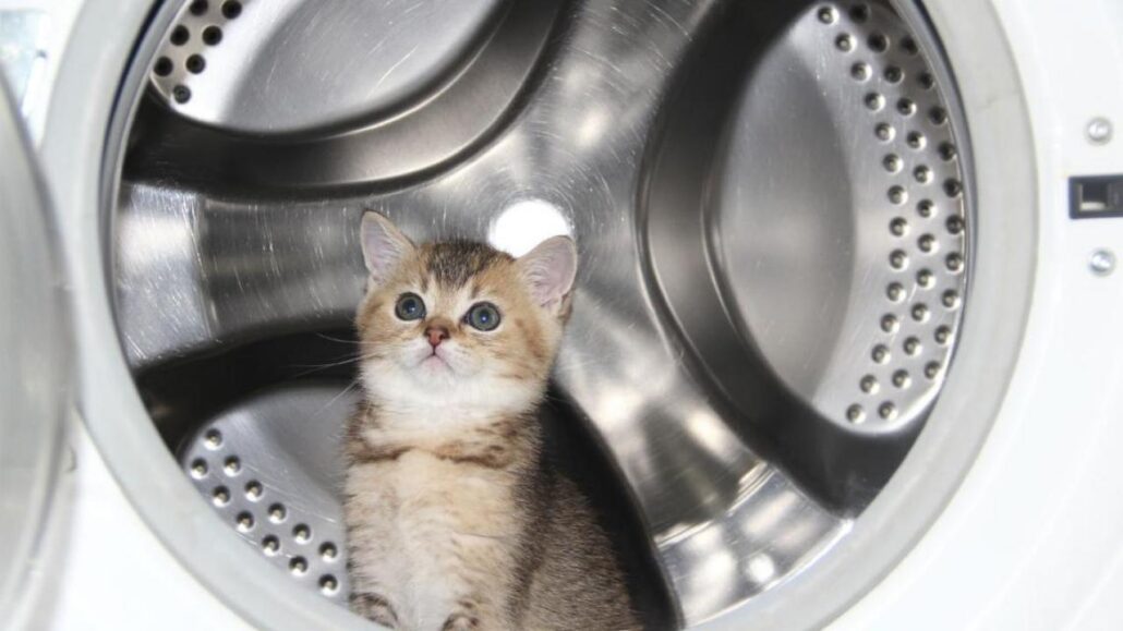 Gato en una lavadora