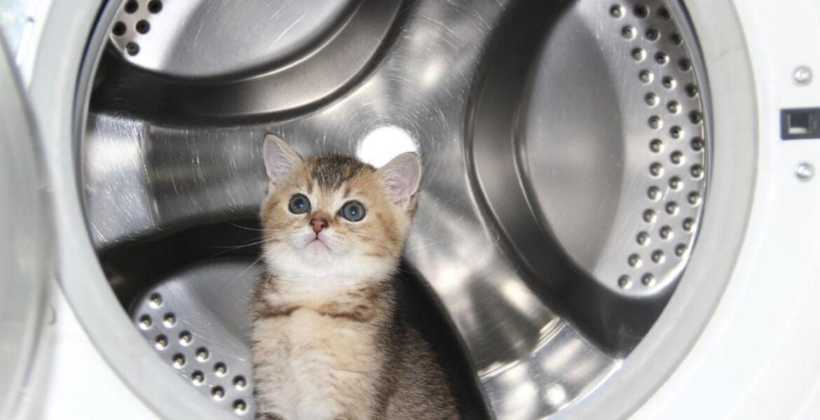 Gato en una lavadora