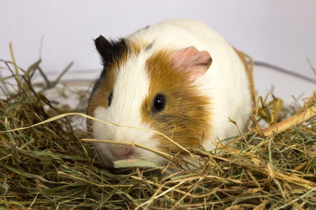 cobaya