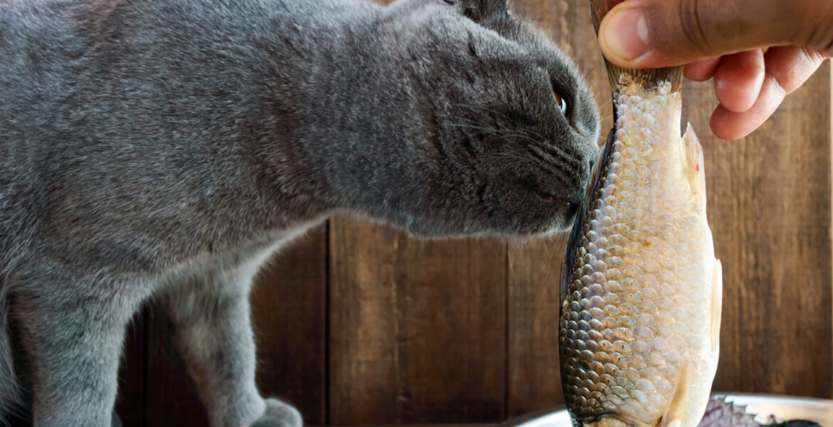 gatos les gusta el pescado