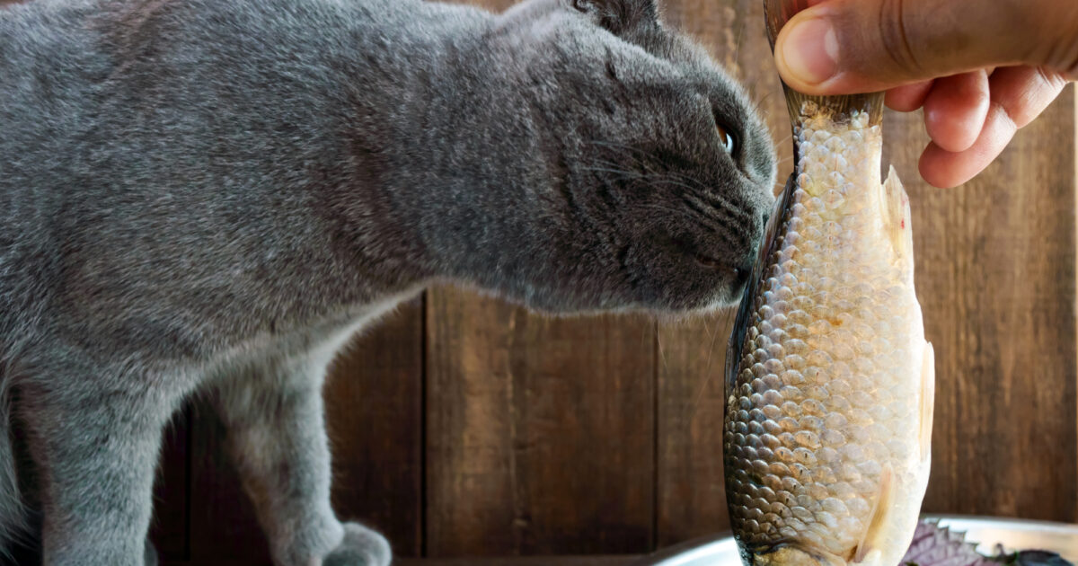 Why do cats like fish? Mundo Cachorro