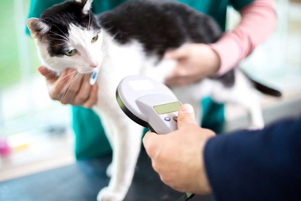 microchip a tu gato