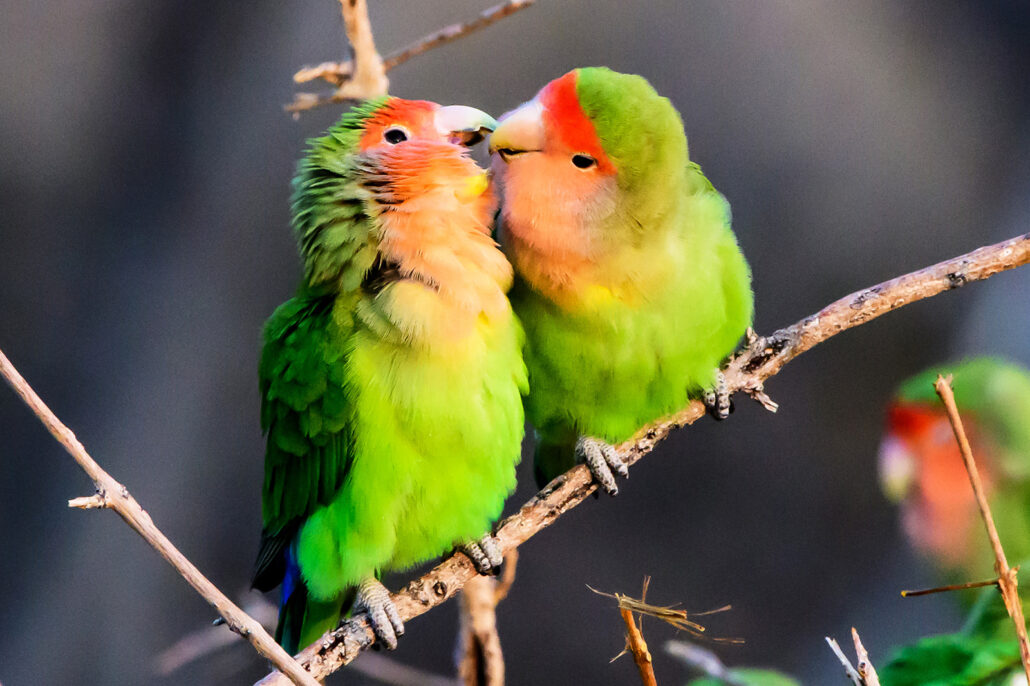pareja de loros