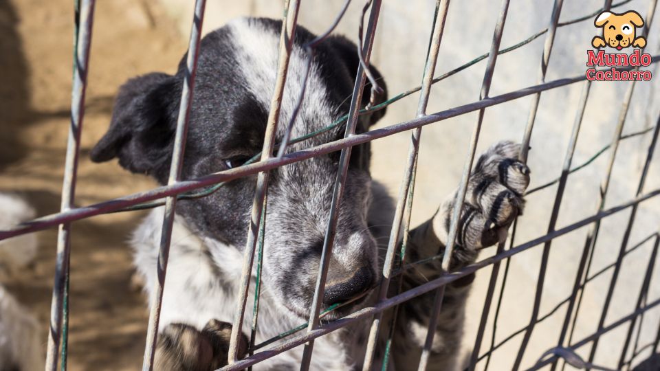 5 acciones para recuperar a un perro que ha sufrido maltrato