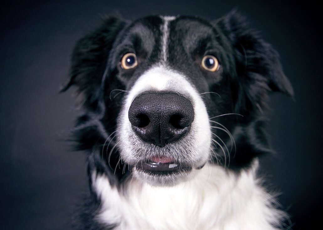 Cosas que no sabías de los perros