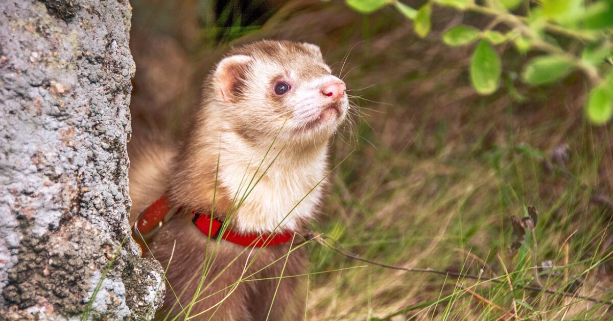 How to care for and keep a ferret as a pet Mundo Cachorro