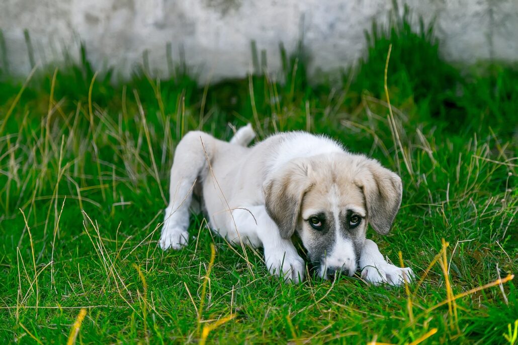 enfermedades más frecuentes en perros