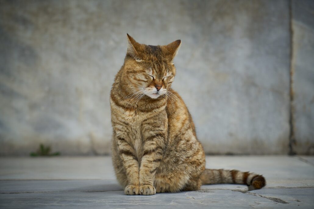 gato deprimido