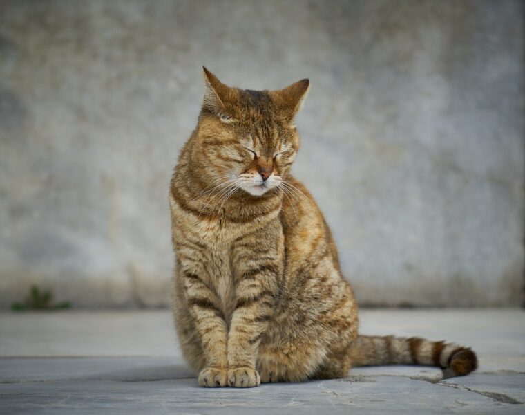 gato deprimido