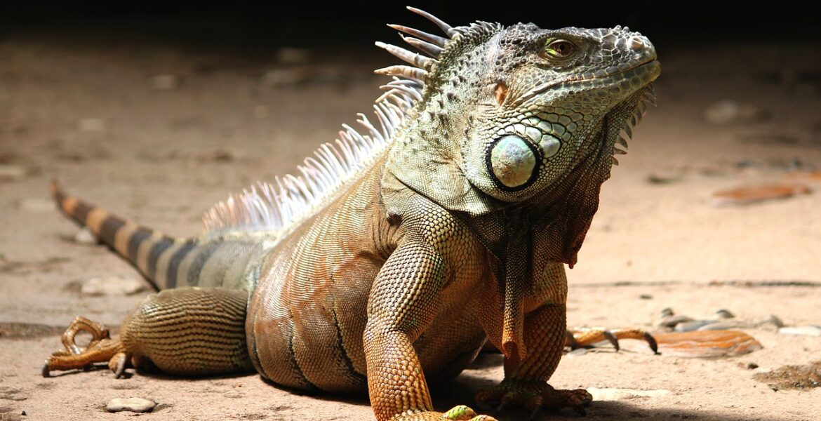 iguana como mascota