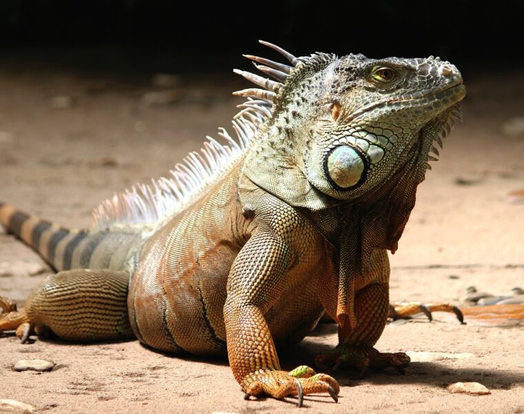 iguana como mascota