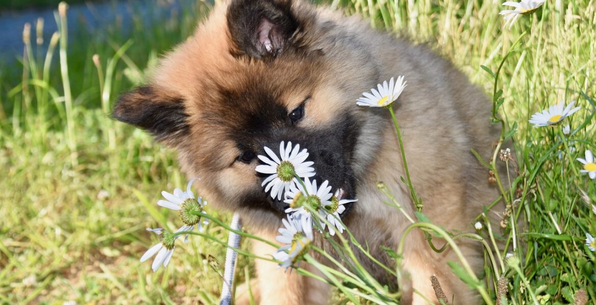 perro come hierba