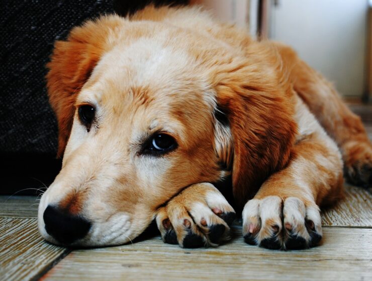 perro que ha sufrido maltrato